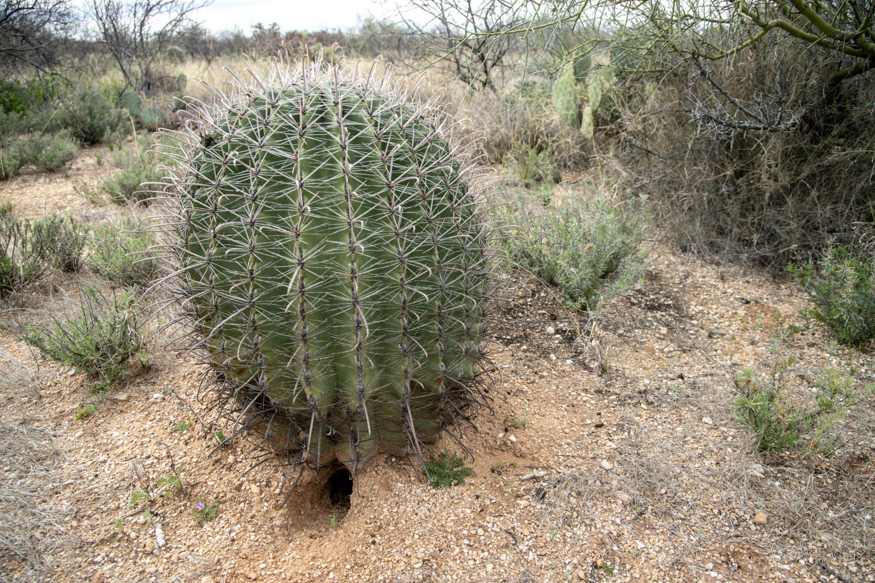 Desert Holes
